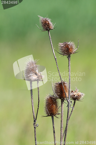 Image of faded thorns over green background