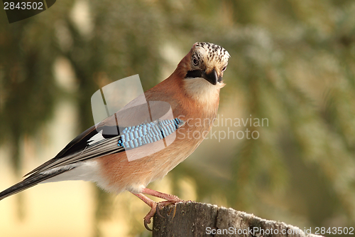 Image of european jay standing on stump