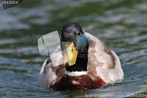 Image of duck swimming  towards the camera