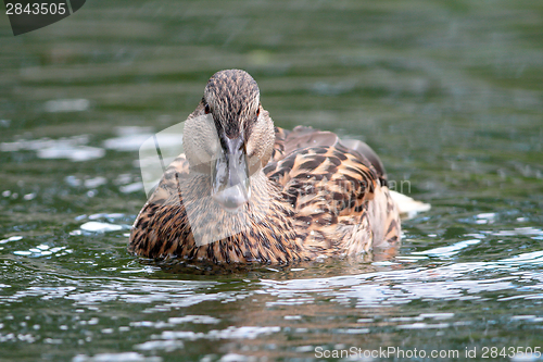 Image of female mallard duck on lake