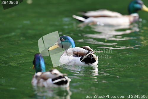 Image of two males mallard  ducks