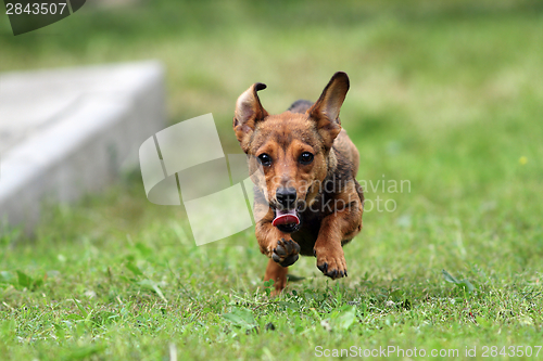 Image of little puppy on the run