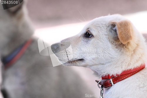 Image of white puppy portrait with red collar