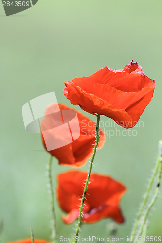 Image of beautiful red wild poppies