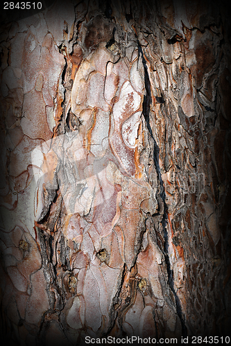 Image of old pine bark texture