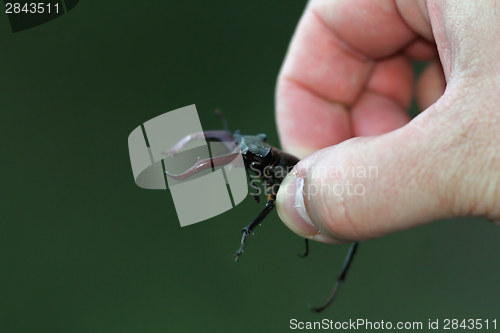 Image of biologist holding stag beetle