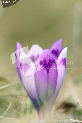 Image of detail of spring wild saffron flower