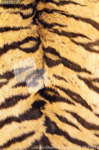 Image of natural real model of tiger stripes