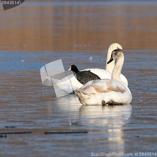 Image of coot standing between two swans