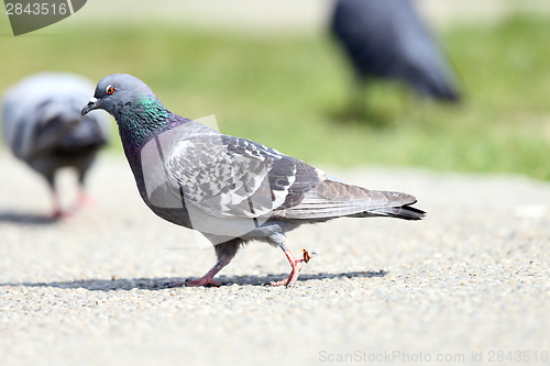 Image of pigeon on alley