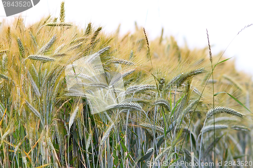 Image of wheat field over white