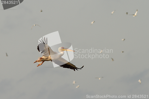 Image of great pelican in warm colors on dawn