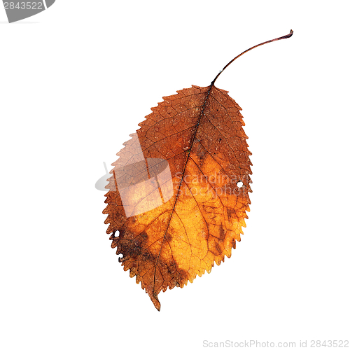 Image of damaged gold isolated leaf