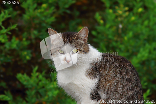Image of cat looking at camera