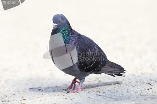 Image of male feral pigeon walking