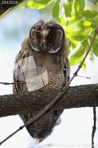 Image of asio otus baby on branch