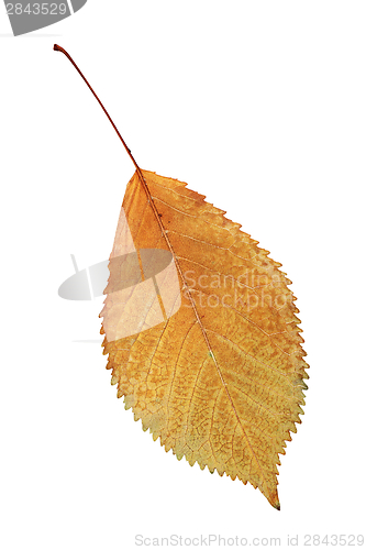 Image of gold autumn symbol the leaf