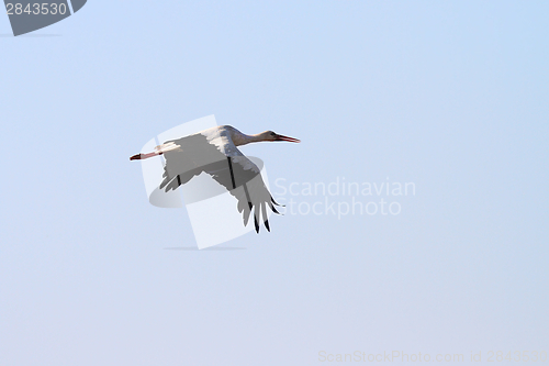 Image of white stork flying