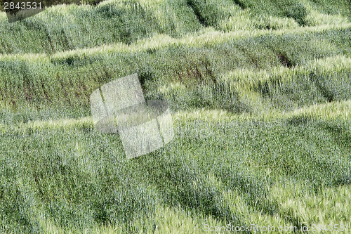 Image of green wheat  field