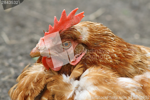 Image of brown hen portrait at farm