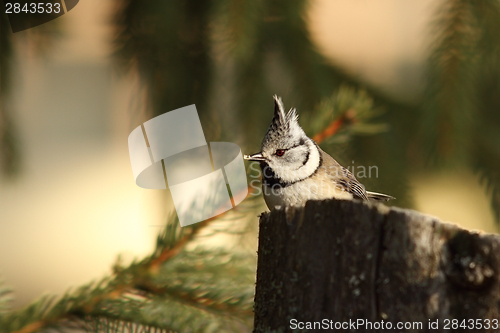 Image of crested tit eating bread