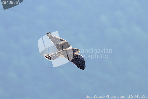 Image of falco peregrinus in flight