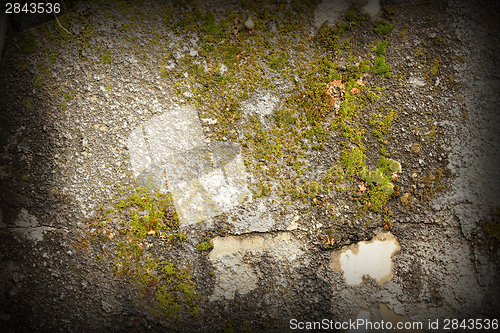 Image of moss on damaged wall