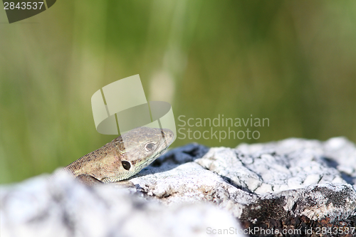 Image of juvenile lacerta viridis hiding