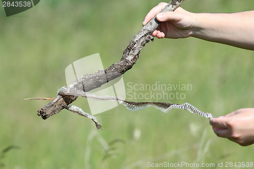 Image of biologist holding snake skin