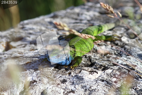 Image of european green lizard basking