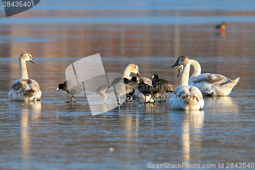 Image of mute swans and black coots