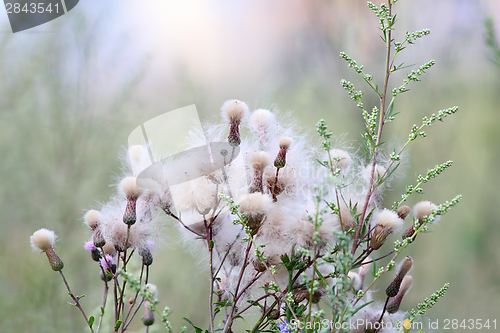 Image of thristle flowers in summer