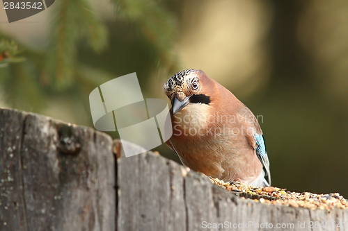 Image of curious jay at seed feeder