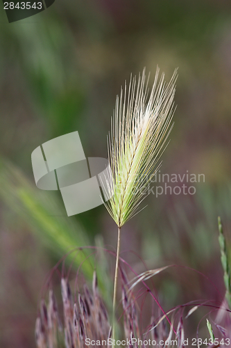 Image of wild grass inflorescence