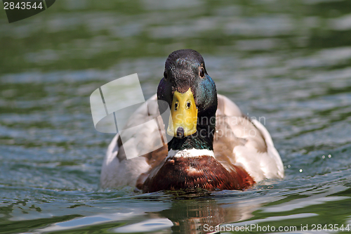 Image of mallard drake swimming on water