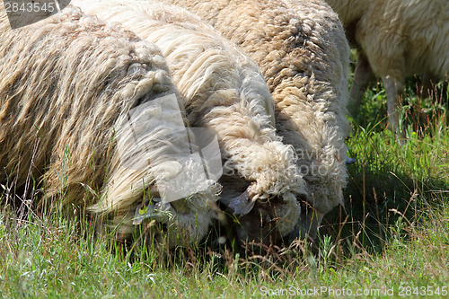 Image of grazing sheep
