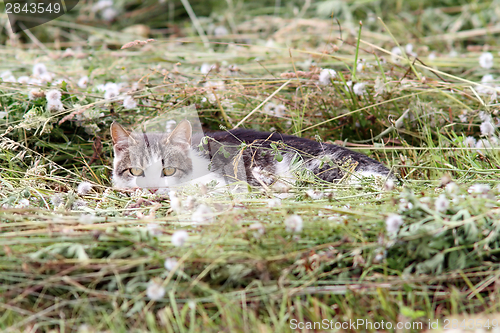 Image of lesson of camouflage