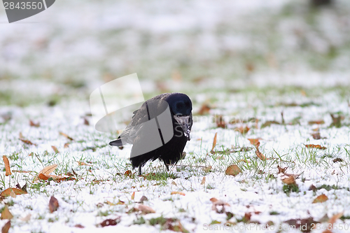 Image of black crow forraging for some seeds