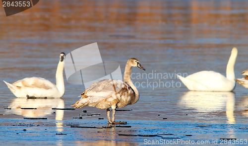 Image of juvenile mute swan winter image