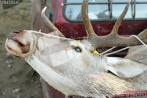 Image of red deer trophy in truck