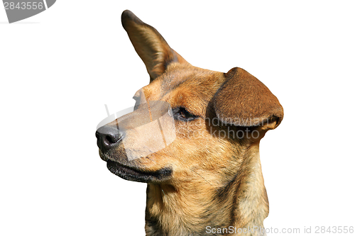 Image of isolated portrait of cute dog