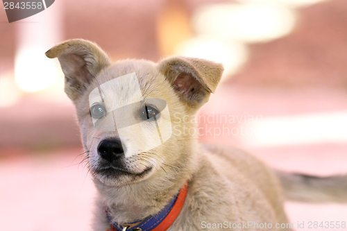 Image of young puppy portrait