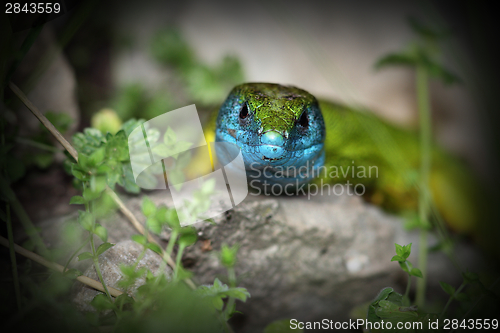 Image of lacerta viridis in mating season