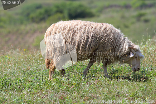 Image of sheep grazing on green meadow