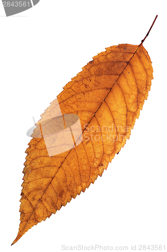 Image of reddish isolated cherry leaf
