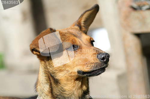 Image of cute dog portrait