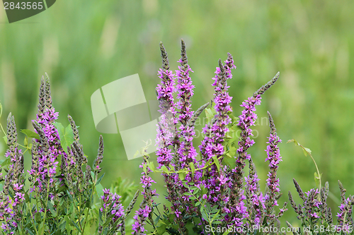 Image of purple wetland wild  flowers