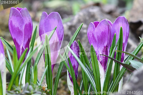 Image of cultivated blue saffron