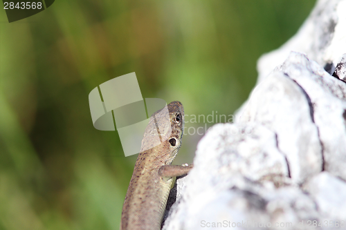 Image of juvenile lacerta viridis basking on rock