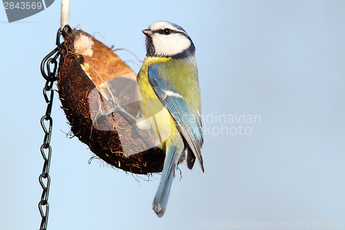 Image of hungry blue tit on hanging feeder